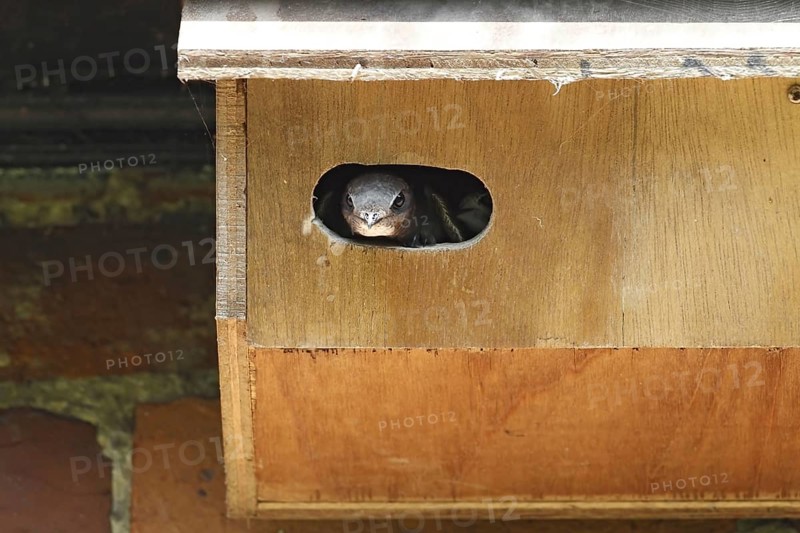 Common Swift