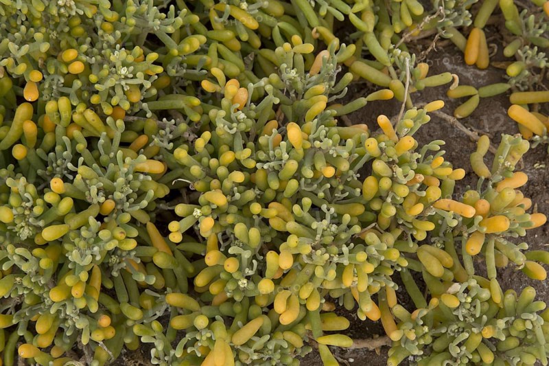 Tetraena