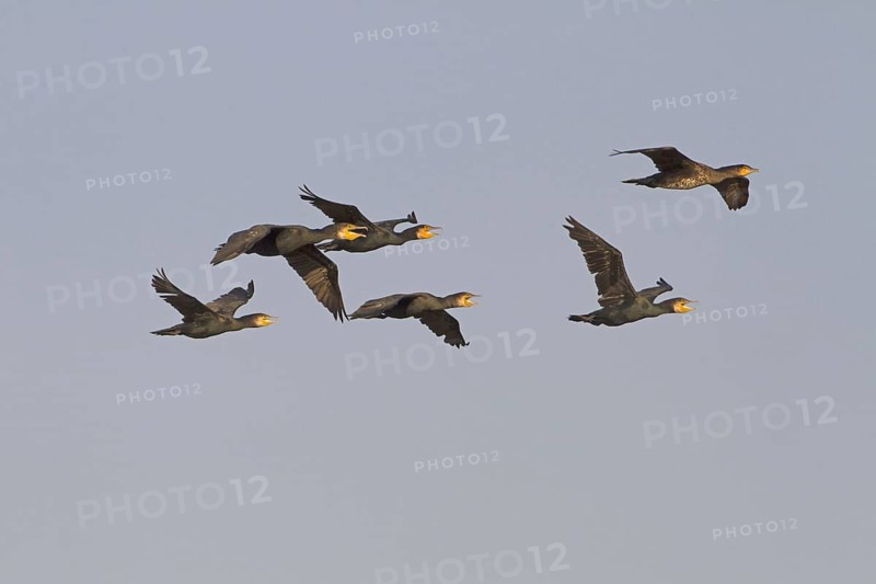 Great Cormorant