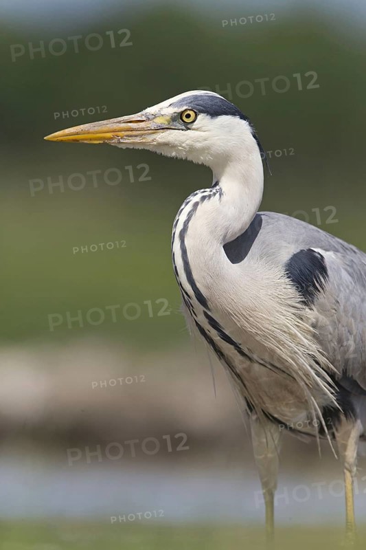 Grey heron