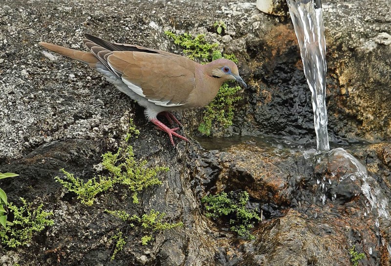 White-winged Dove
