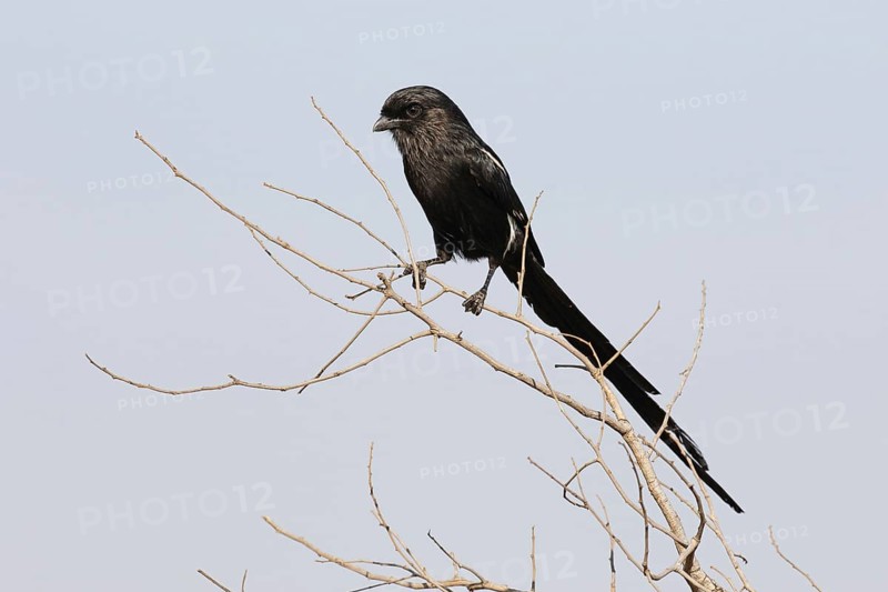 Magpie Shrike