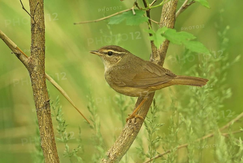 Radde's warbler