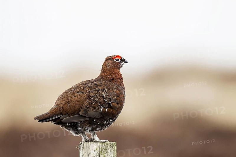 Red grouse
