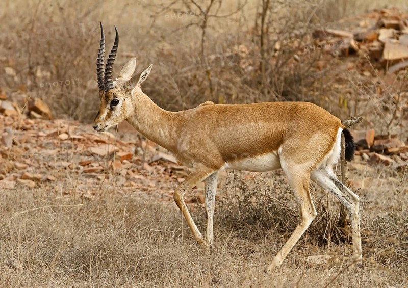 Indian gazelle