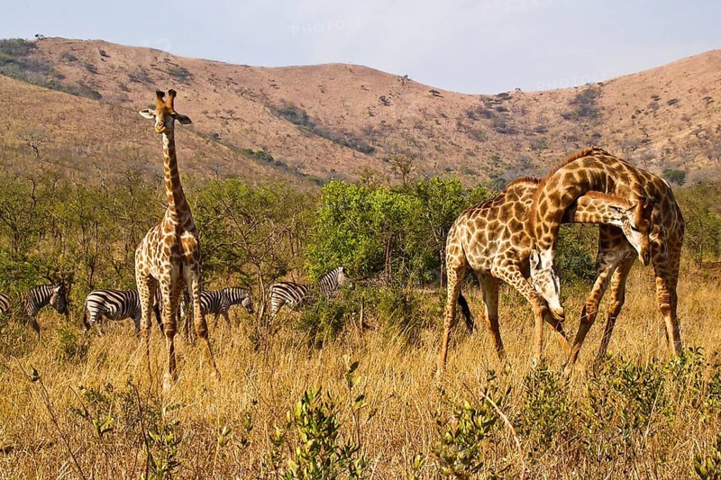 Giraffe