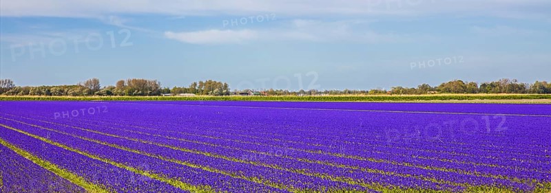 Fields of grape hyacinths in bloom