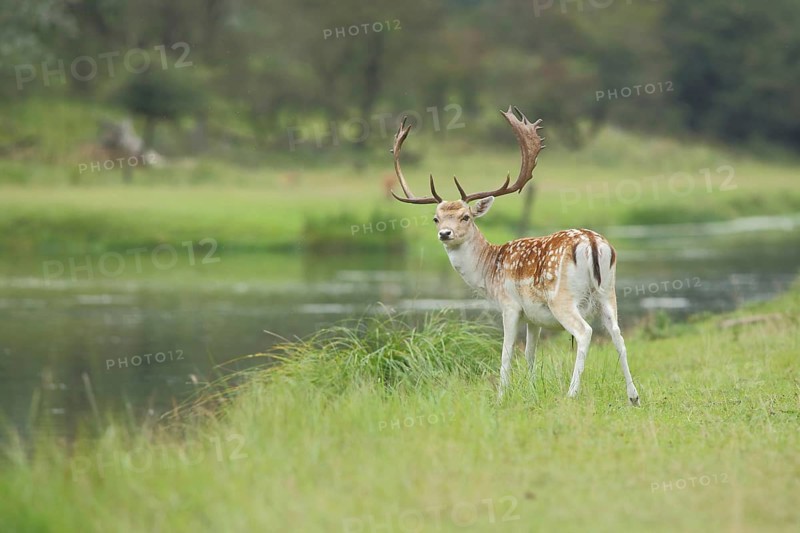 Male fallow deer