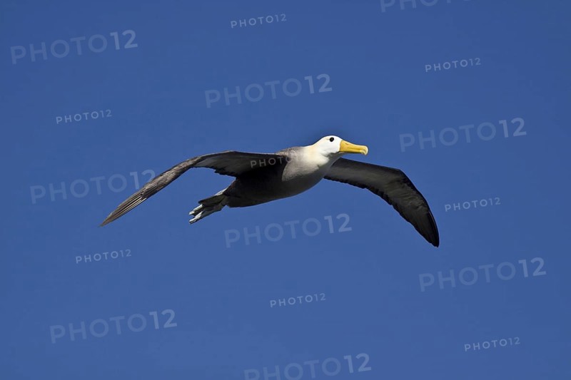 Flying Galapagos Waved Albatross