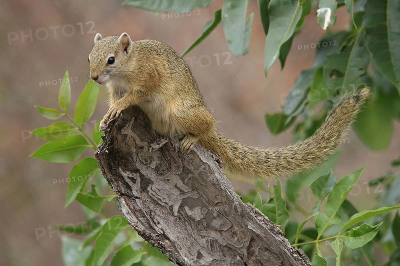 Ochre-footed Bush Squirrel