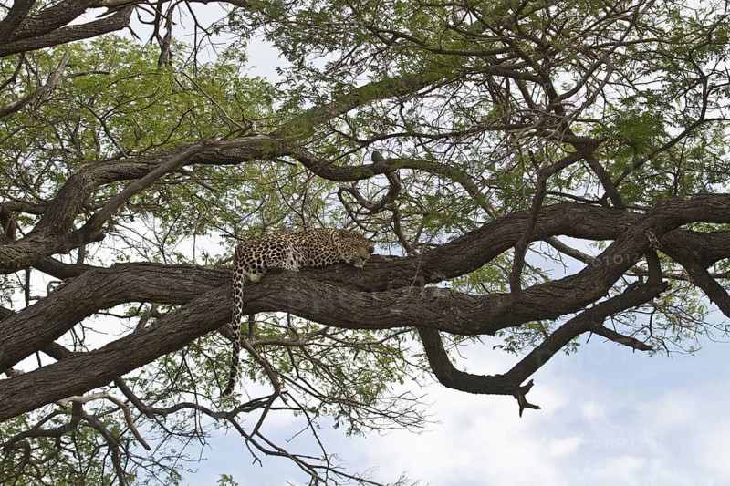 Pardus leopard niche leopards