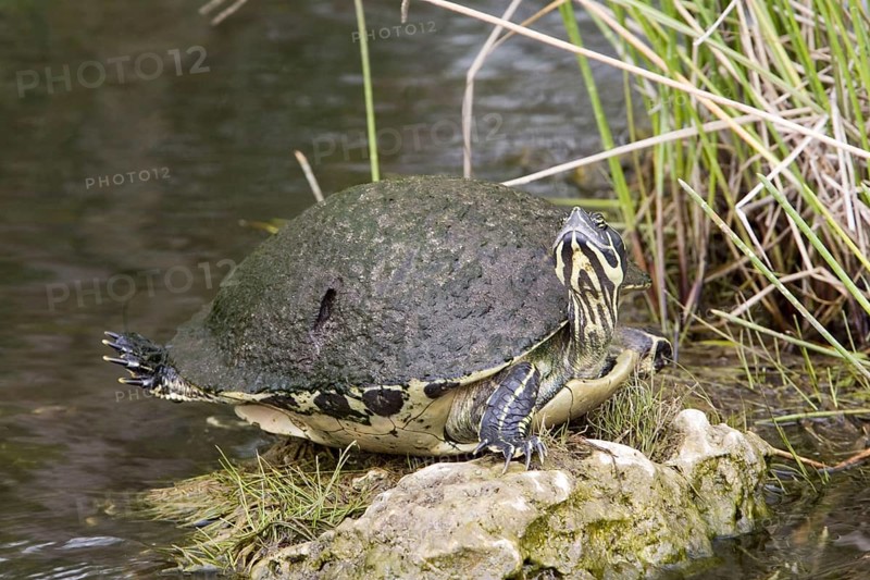 (Pseudemys rubriventris) nelsoni, florida red-bellied cooter (Pseudemys nelsoni), red-bellied ornamental turtles, red-bellied ornamental turtles