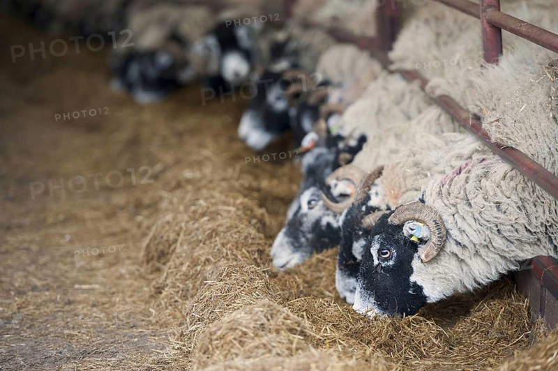 Domestic sheep