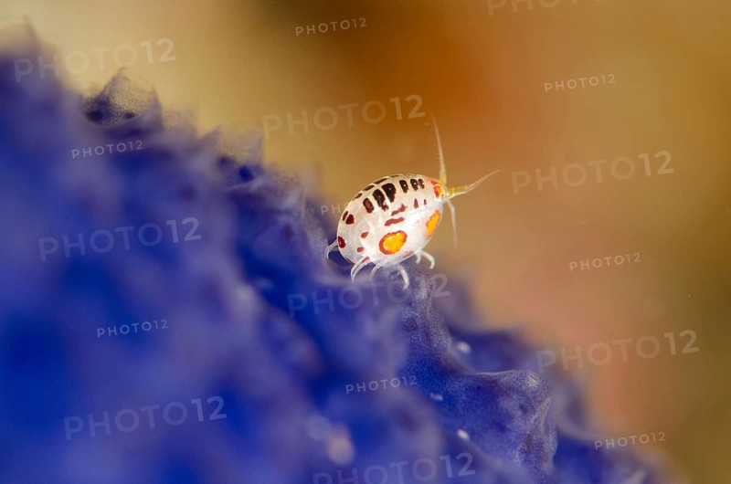 Ladybug Amphipod