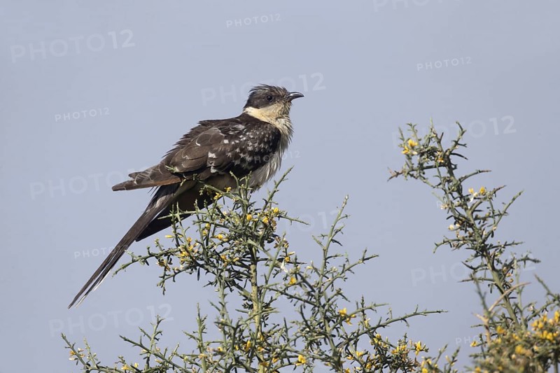 Great Spotted Cuckoo