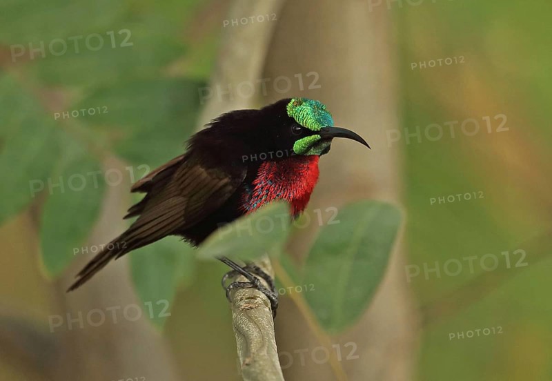 Scarlet-chested Sunbird