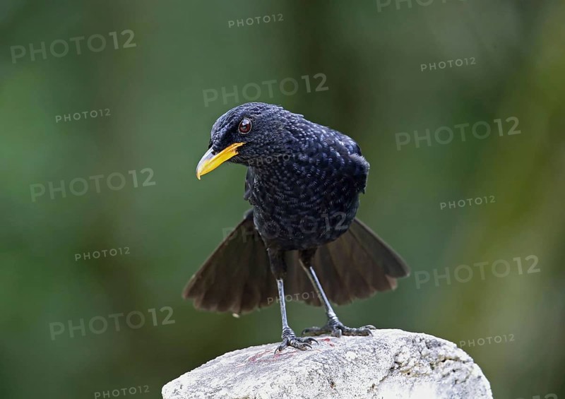 Blue whistling thrush