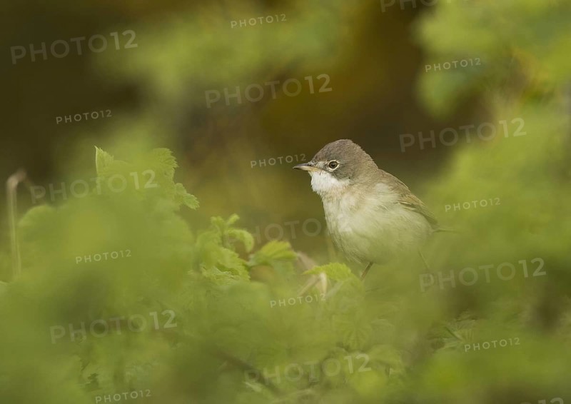 Common whitethroat