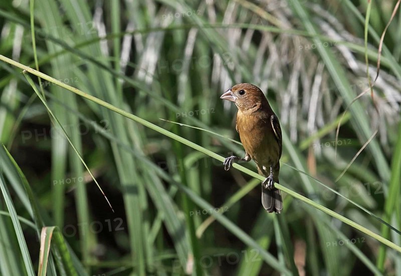 Blue Grosbeak