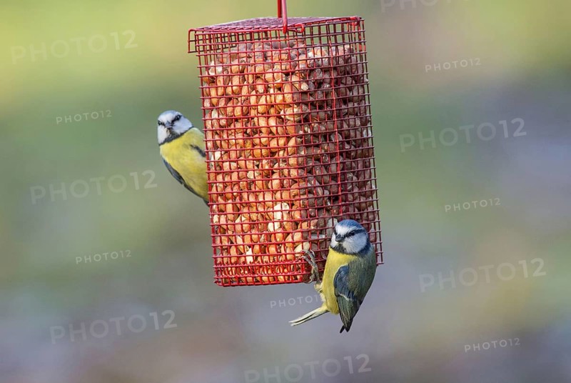 Blue Tit
