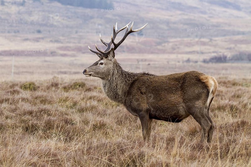 Red Deer