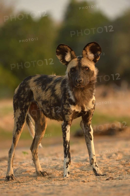 African Wild Dog