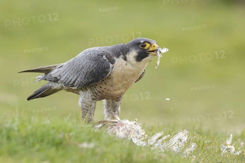 Peregrine falcon