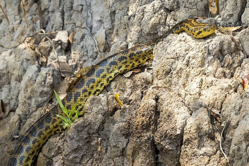 Yellow Anaconda