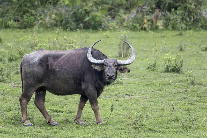 Wild water buffalo