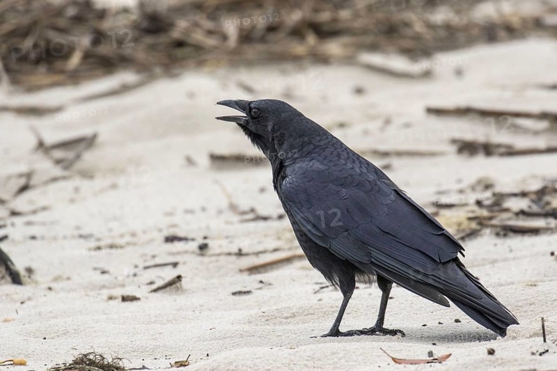 American Crow