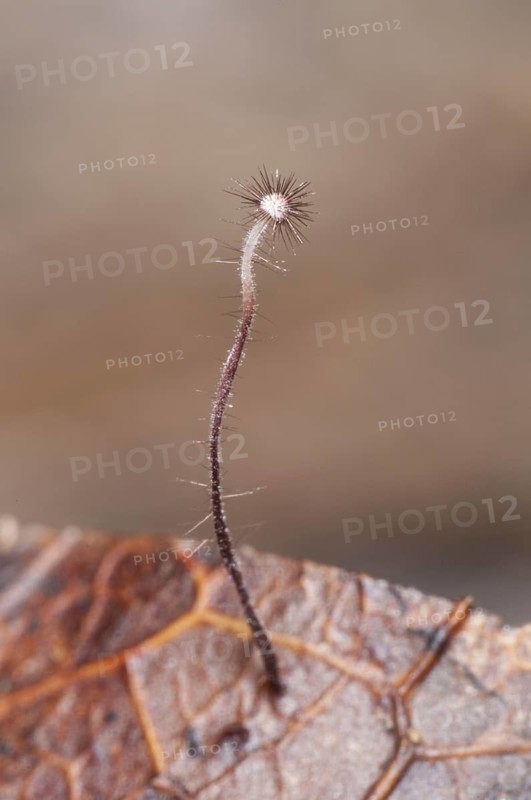 Holly parachute fungus