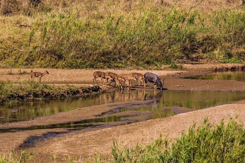 Nyala antelope herd