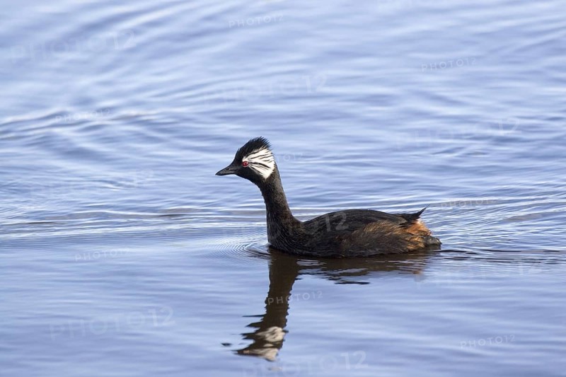 White-tufted grebe