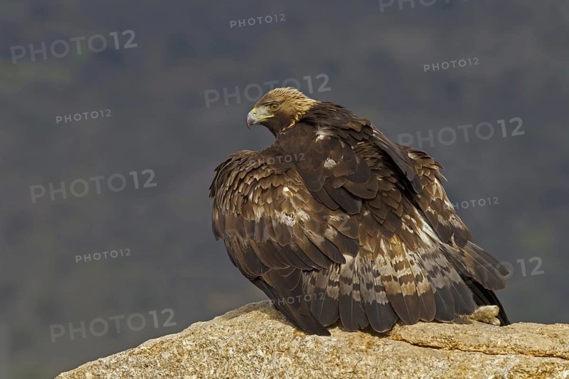 Golden eagle