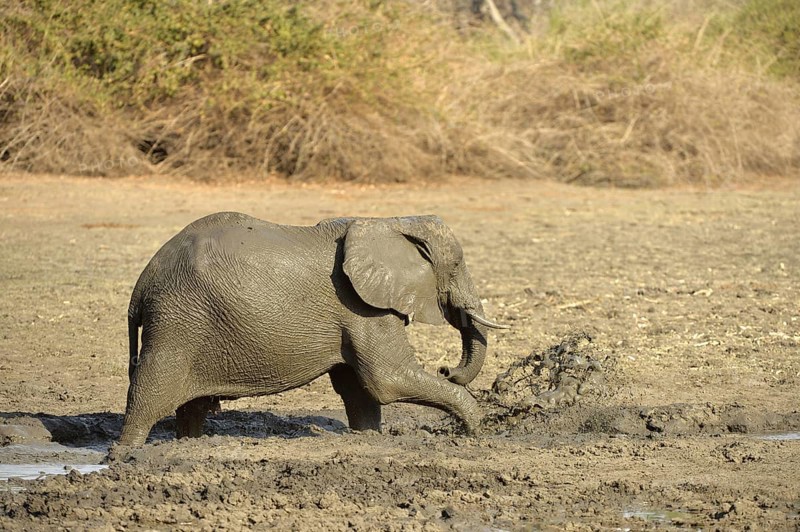 African Elephant