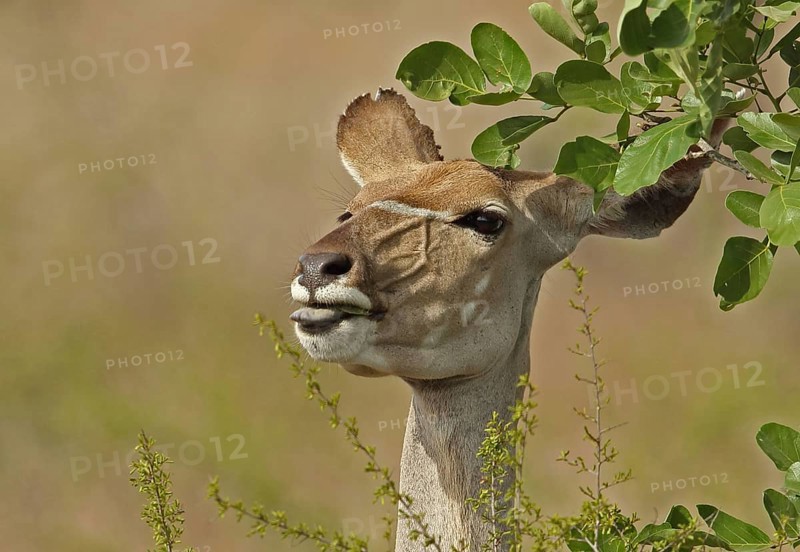 Southeast African Greater Kudu