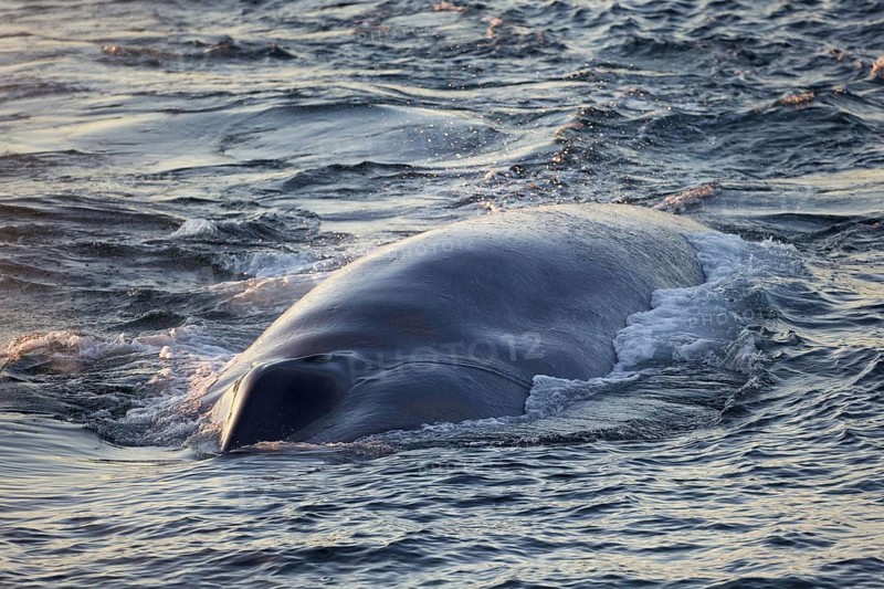 Blue whale