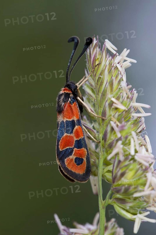 Burnet Moth