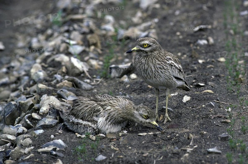 Stone curlew