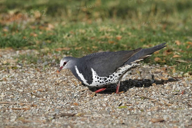 Wonga Pigeon