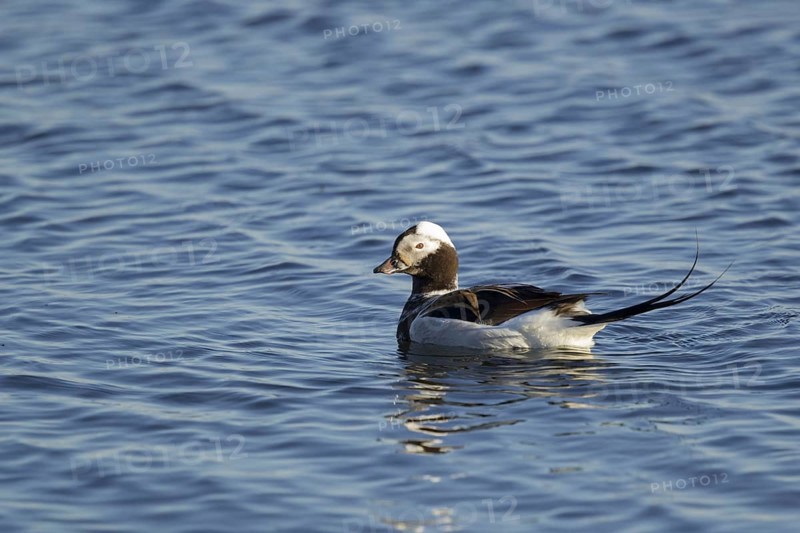 Long-tailed duck