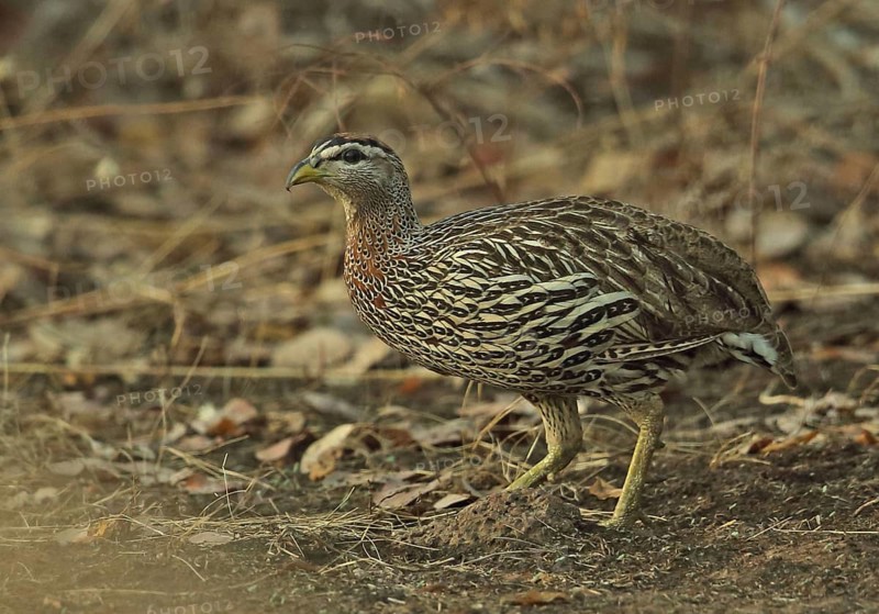 Double-spurred Francolin
