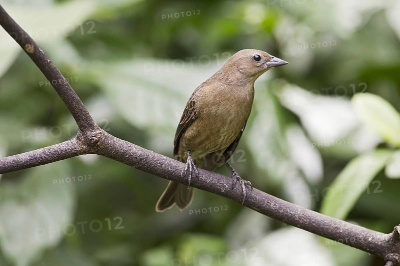 Silky Cowbird