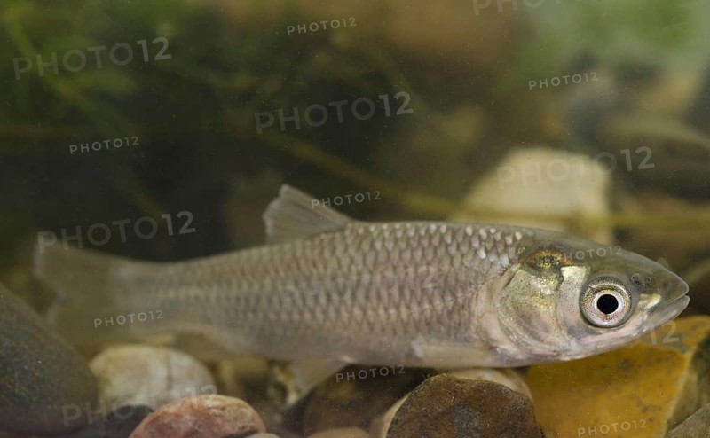 Grass Carp