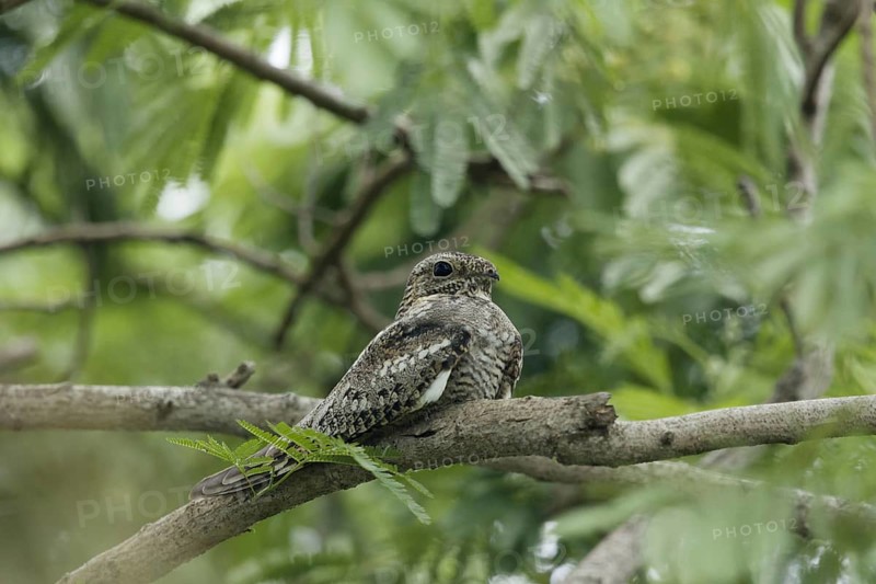 Lesser nighthawk