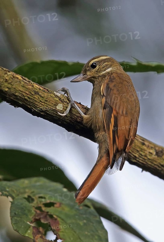 Common Xenops