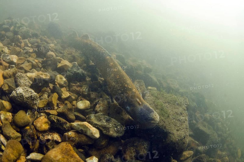 Sea Lamprey
