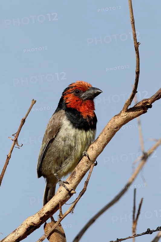 Black-collared Barbet
