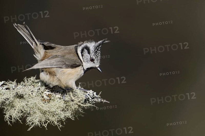 Crested tit