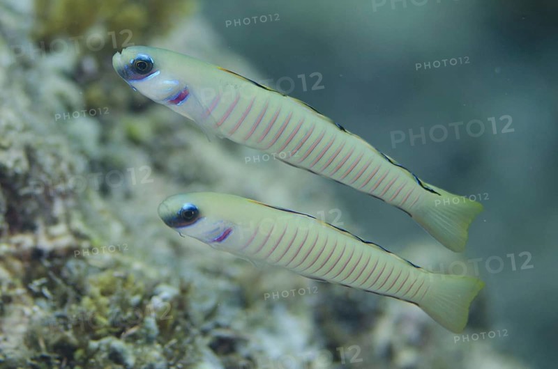 Zebra dartfish